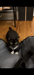 Reunited Female Cat last seen Delmar Ave SE, Palatine AVE SE, Atlanta, GA 30316
