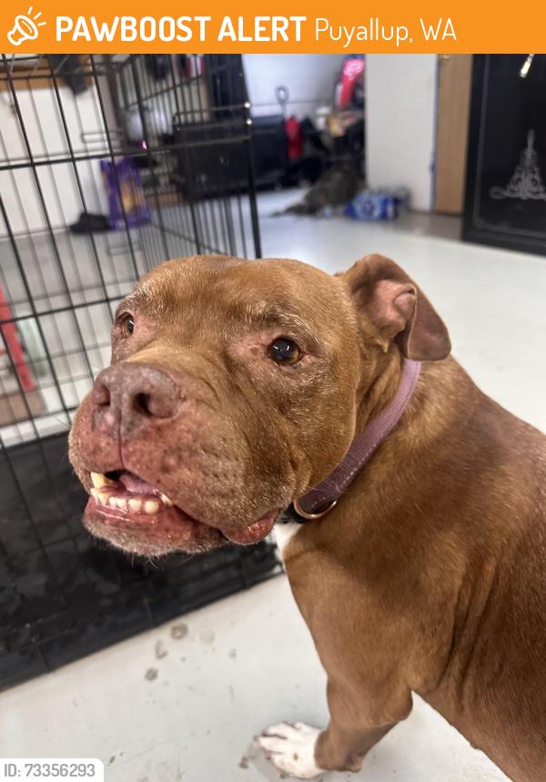 Found/Stray Female Dog last seen Shaw rd e puyallup wa, Puyallup, WA 98372