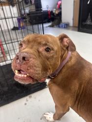 Found/Stray Female Dog last seen Shaw rd e puyallup wa, Puyallup, WA 98372