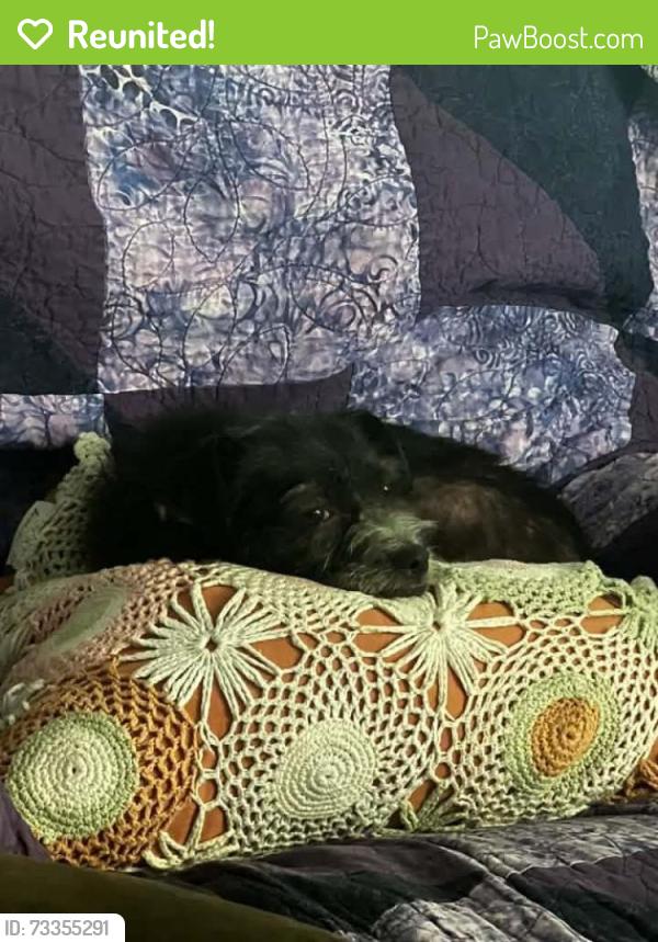 Reunited Female Dog last seen Patlan elementary, Seguin, TX 78155