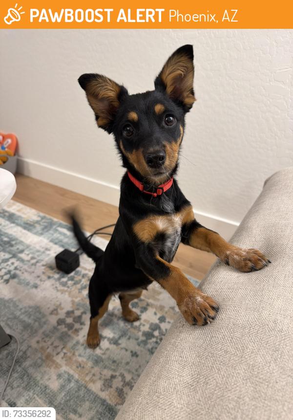 Found/Stray Female Dog last seen E vineyard Rd and S 16th St, Phoenix, AZ 85042