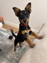 Found/Stray Female Dog last seen E vineyard Rd and S 16th St, Phoenix, AZ 85042