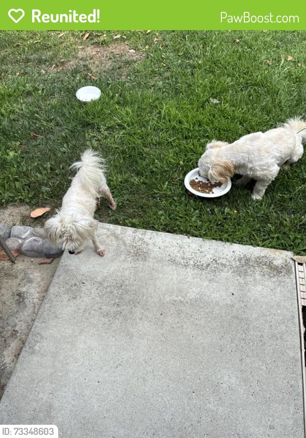 Reunited Female Dog last seen Mission and Frazee, Oceanside, CA 92057