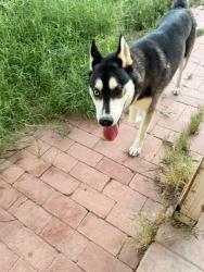 Found/Stray Male Dog last seen E stella, Tucson, AZ 85730