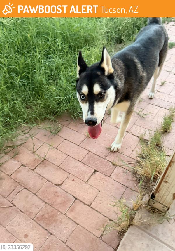 Found/Stray Male Dog last seen E stella, Tucson, AZ 85730