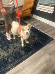 Found/Stray Male Dog last seen Falkner road, Atlanta, GA 30324