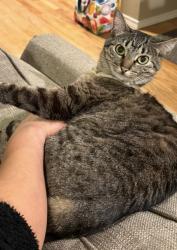 Reunited Female Cat last seen 146th Ave SE, Bellevue, WA 98006