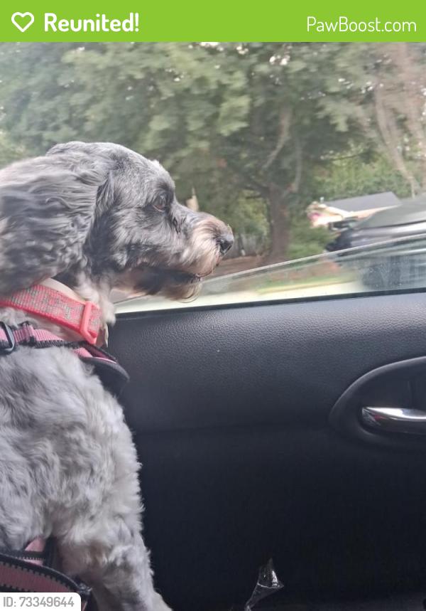 Reunited Female Dog last seen Salem road, Conyers, GA 30013