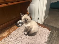 Lost Male Cat last seen Clarke Ave. Woodland Park Apts, East Palo Alto, CA 94303