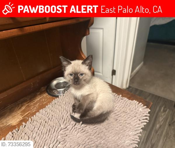 Lost Male Cat last seen Clarke Ave. Woodland Park Apts, East Palo Alto, CA 94303
