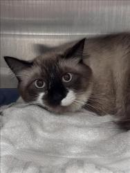 Shelter Stray Male Cat last seen , West Valley Animal Shelter, 20655 Plummer St, Chatsworth, CA 91311, USA