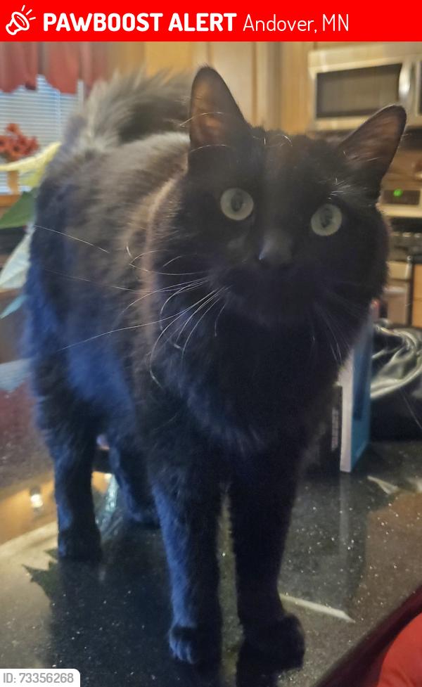 Lost Male Cat last seen 134th Ave NW - Prairie Knoll Park, Andover, MN 55304