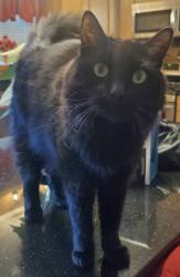 Lost Male Cat last seen 134th Ave NW - Prairie Knoll Park, Andover, MN 55304