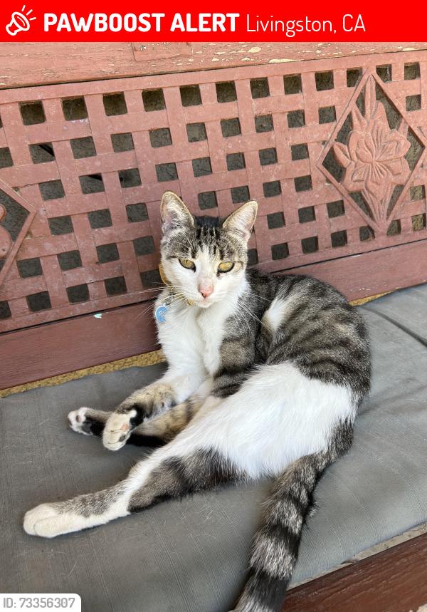 Lost Female Cat last seen Livingston, Livingston, CA 95334