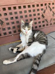 Lost Female Cat last seen Livingston, Livingston, CA 95334