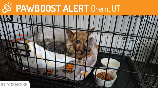 Found/Stray Male Dog last seen Near W Orem, Utah, Orem, UT 84057