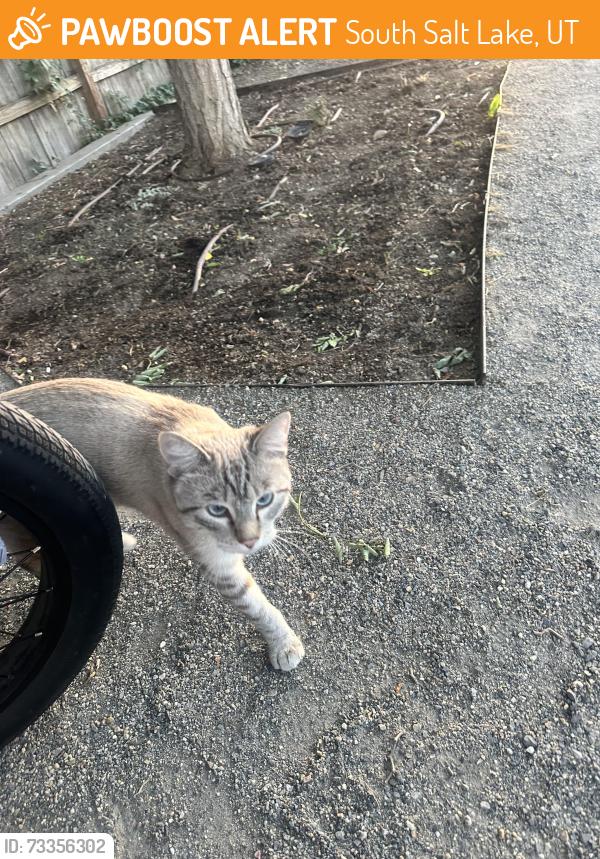 Found/Stray Unknown Cat last seen By 500 E S line stop on Parley’s Trail, South Salt Lake, UT 84115
