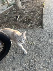 Found/Stray Unknown Cat last seen By 500 E S line stop on Parley’s Trail, South Salt Lake, UT 84115