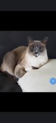 Lost Male Cat last seen Valley Oaks 76012, Arlington, TX 76012