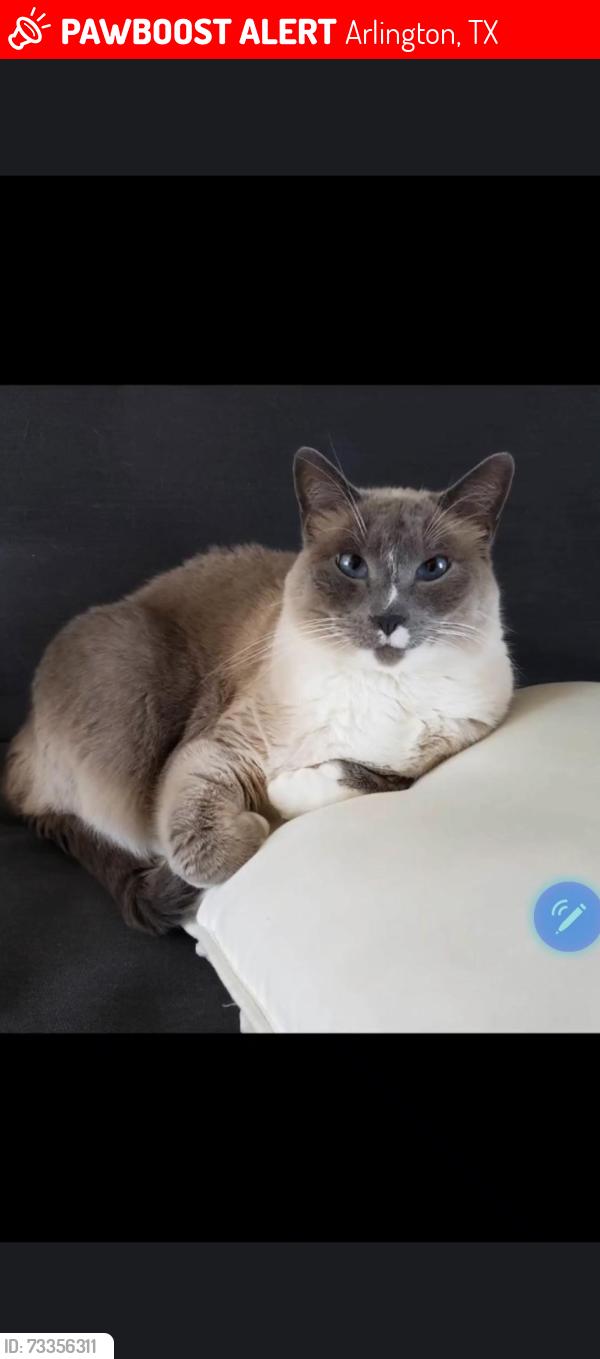 Lost Male Cat last seen Valley Oaks 76012, Arlington, TX 76012