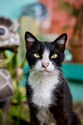 Lost Male Cat last seen Near 6th Ave n, Safety Harbor, FL 34695