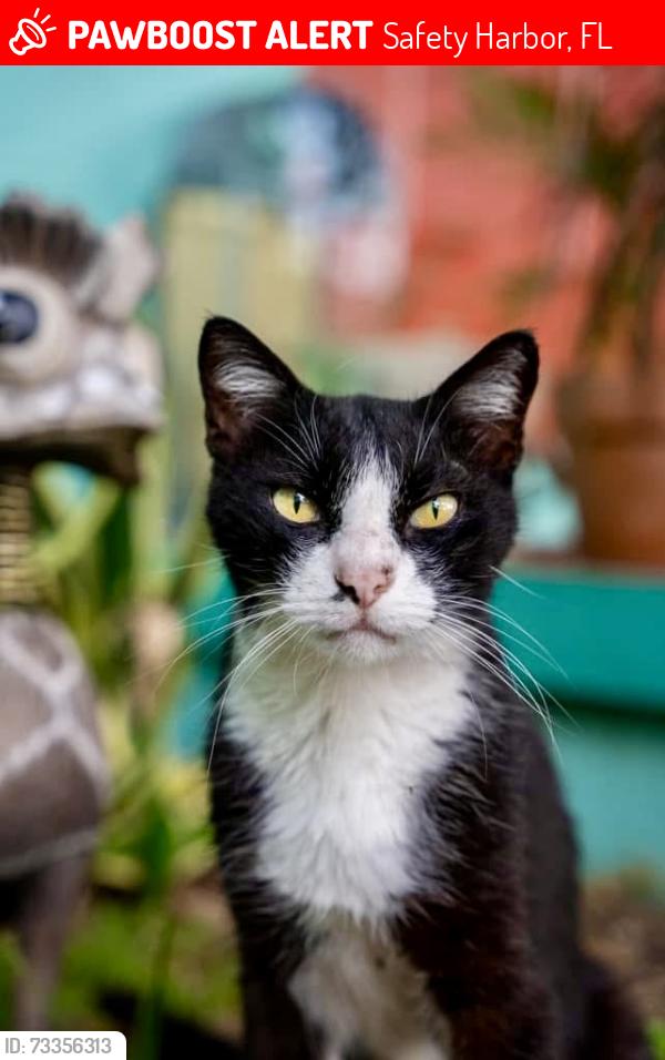 Lost Male Cat last seen Near 6th Ave n, Safety Harbor, FL 34695