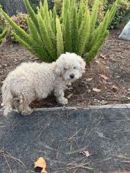 Reunited Unknown Dog last seen Glendora, CA 91741, USA, Glendora, CA 91741