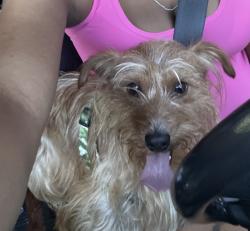 Reunited Male Dog last seen Jefferson Dr, Clairton, PA 15025, USA, Clairton, PA 15025