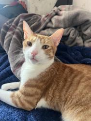 Lost Male Cat last seen Near Dekalb Ave apt 5g, The Bronx, NY 10467