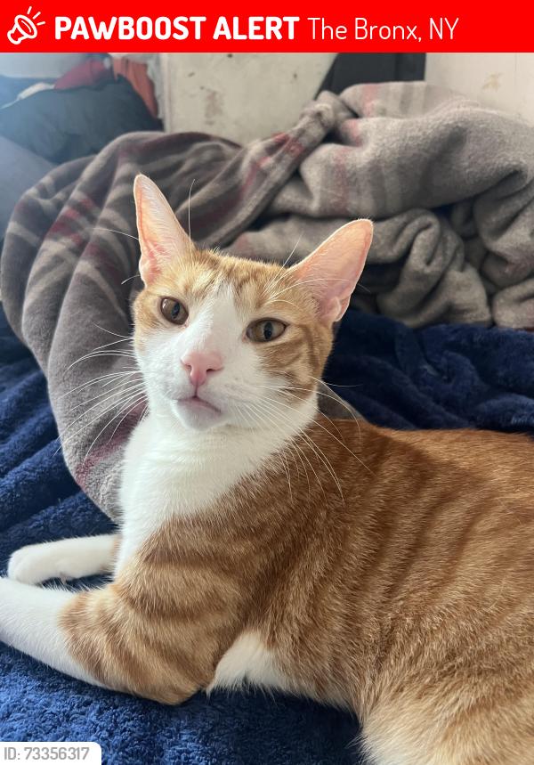 Lost Male Cat last seen Near Dekalb Ave apt 5g, The Bronx, NY 10467