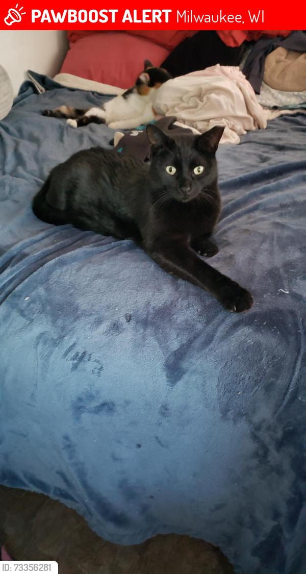 Lost Male Cat last seen Cemetery and the native wellness garden, Milwaukee, WI 53221