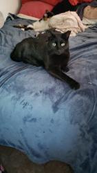 Lost Male Cat last seen Cemetery and the native wellness garden, Milwaukee, WI 53221