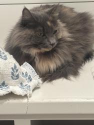 Lost Female Cat last seen Wedgefield monkey junction 28412, Wilmington, NC 28409