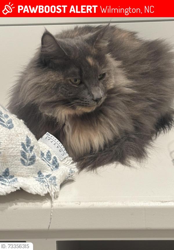 Lost Female Cat last seen Wedgefield monkey junction 28412, Wilmington, NC 28409