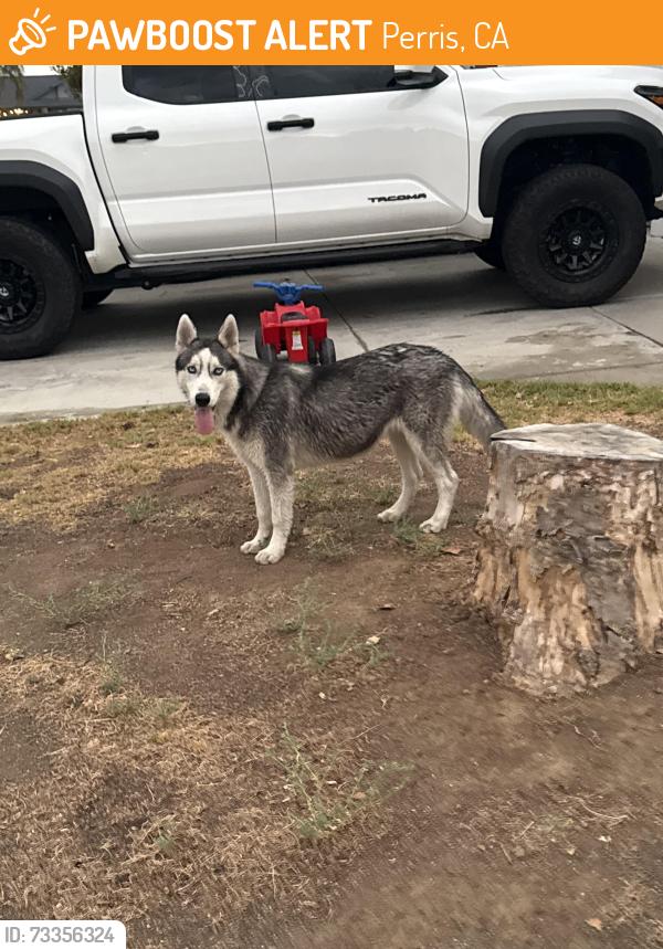 Found/Stray Unknown Dog last seen Chant St. paragon park, Perris, CA 92571