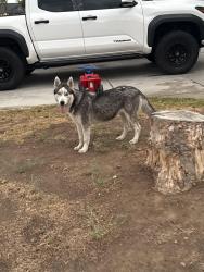 Found/Stray Unknown Dog last seen Chant St. paragon park, Perris, CA 92571