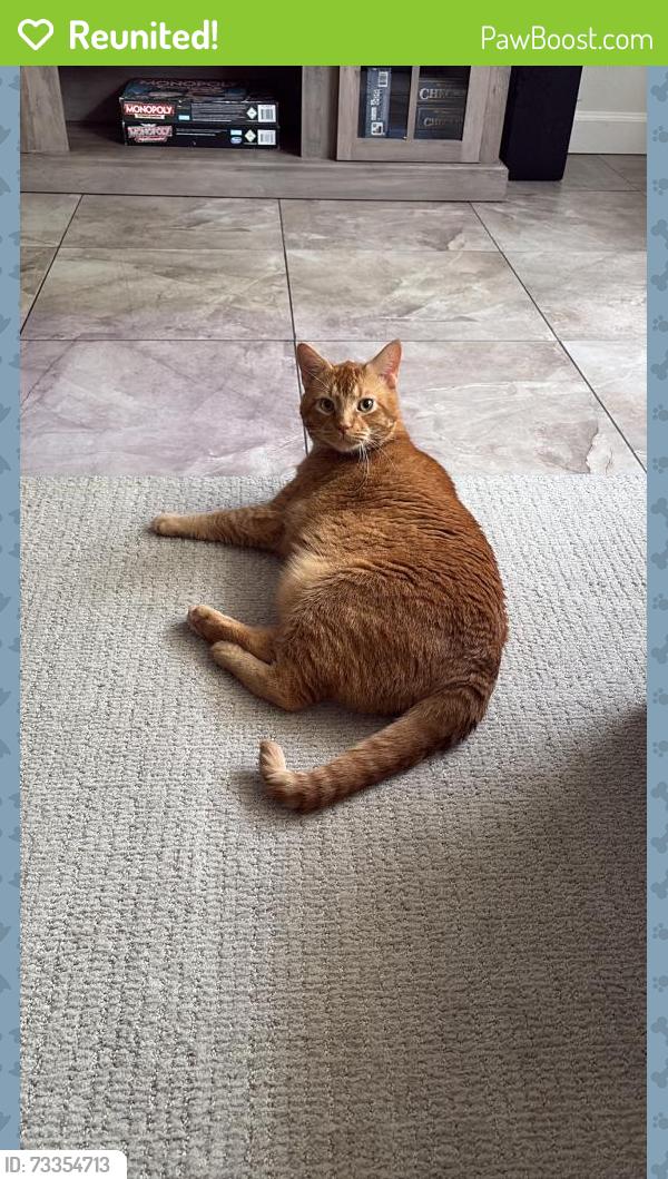 Reunited Male Cat last seen Near Stone Rd, Port Richey, FL 34668, USA, Port Richey, FL 34668
