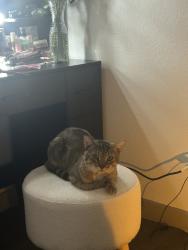 Lost Male Cat last seen The emerson apmts, Dallas, TX 75243