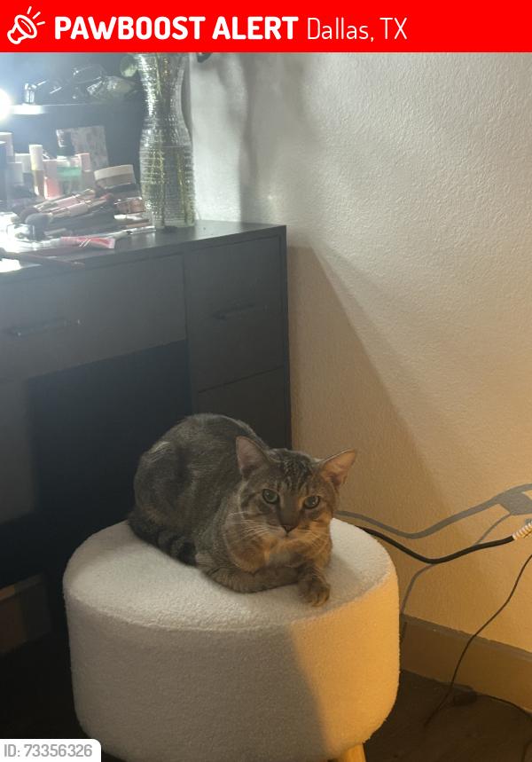 Lost Male Cat last seen The emerson apmts, Dallas, TX 75243