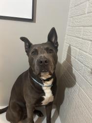 Reunited Male Dog last seen Near green bay road also near the walmart in zion il, Wadsworth, IL 60083