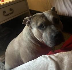 Lost Male Dog last seen Grimwood, Pulaski Pike, AL 35773