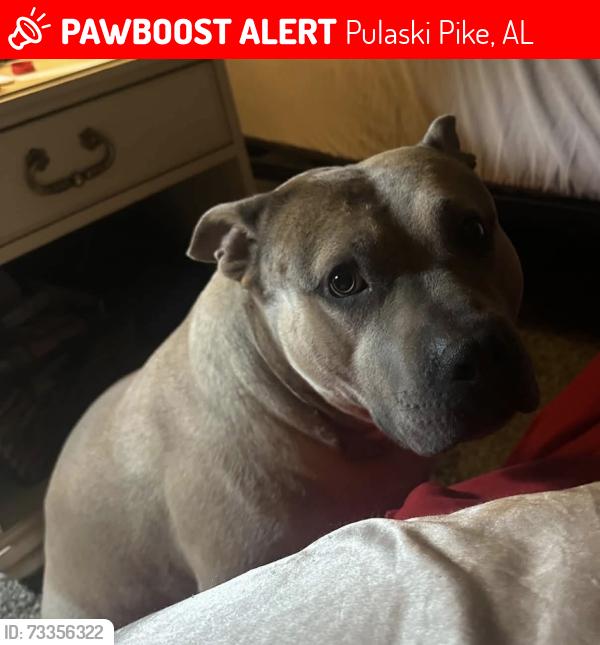 Lost Male Dog last seen Grimwood, Pulaski Pike, AL 35773