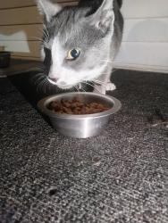 Found/Stray Male Cat last seen Western ave, South Bend, IN 46619