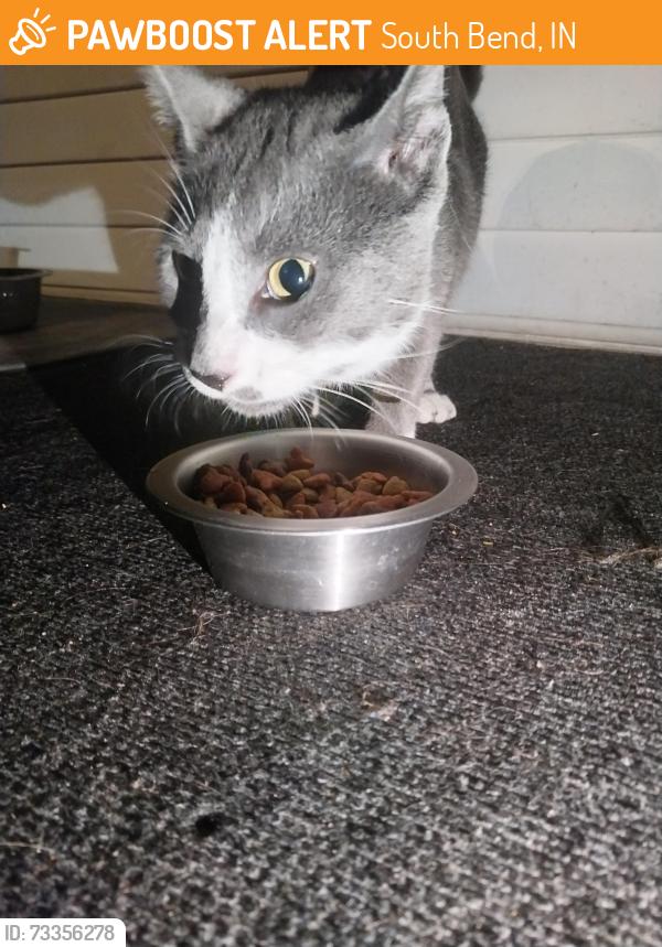 Found/Stray Male Cat last seen Western ave, South Bend, IN 46619