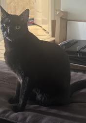 Lost Male Cat last seen Clearly and Central Park Rd, Plantation, FL 33324