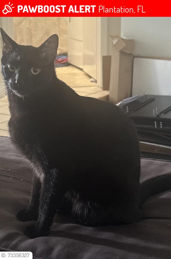 Lost Male Cat last seen Clearly and Central Park Rd, Plantation, FL 33324