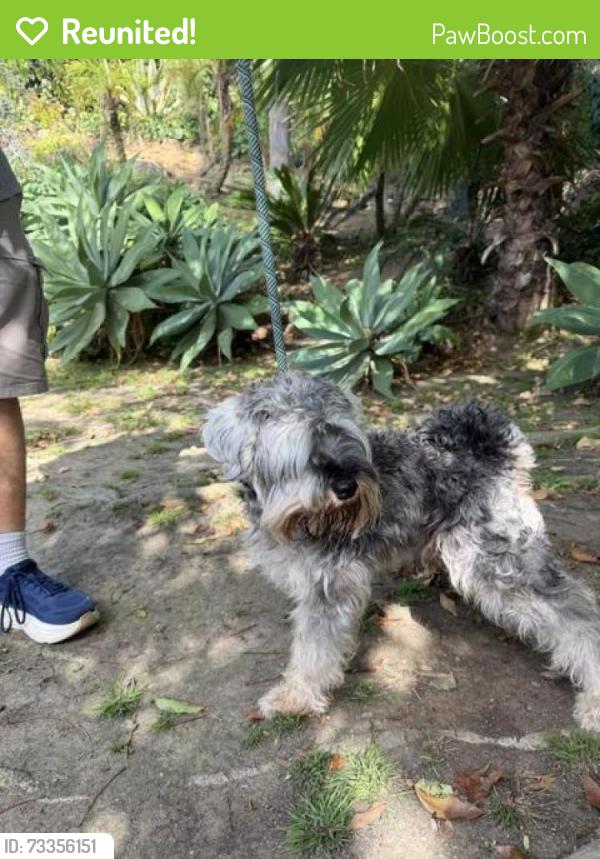 Reunited Male Dog last seen El Dora St & Fairhaven Lemon Grove, Lemon Grove, CA 91945