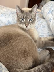 Reunited Female Cat last seen Lake bluff and Murray, Shorewood, WI 53211