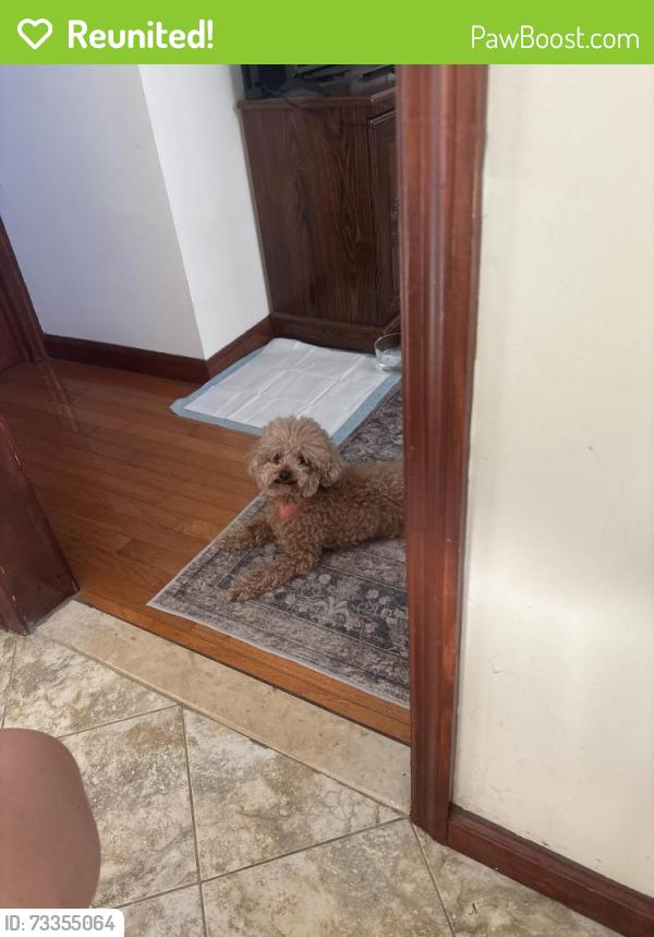 Reunited Female Dog last seen 67th Street & 6th Ave, Brooklyn, NY 11220
