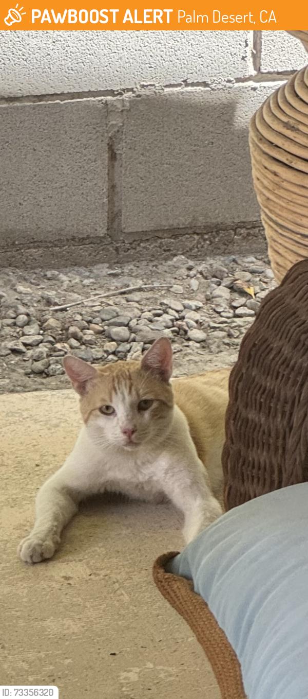 Found/Stray Unknown Cat last seen north end of Angels Camp, Portola CC, Palm Desert, CA 92260